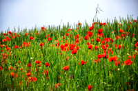 Poppies in France
