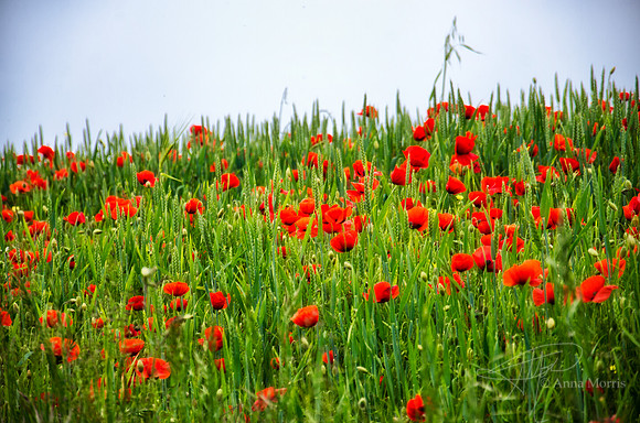 Poppies in France