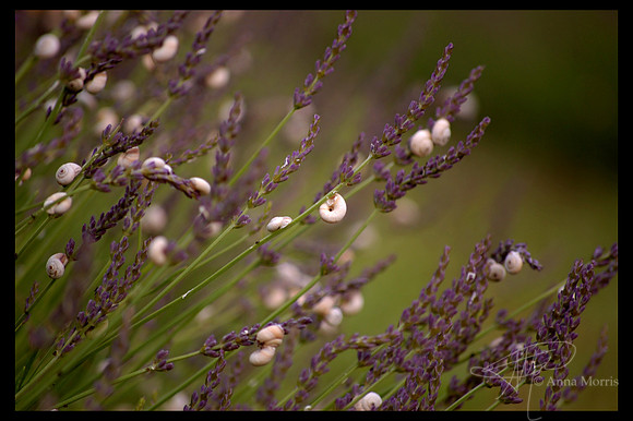 French lavender fields