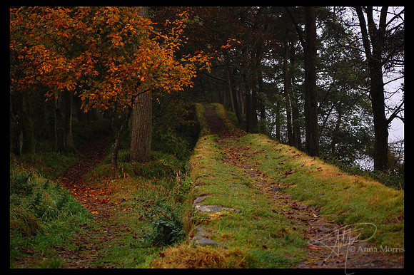 Two roads diverged ...