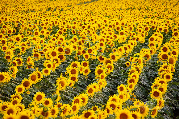Sunflower field