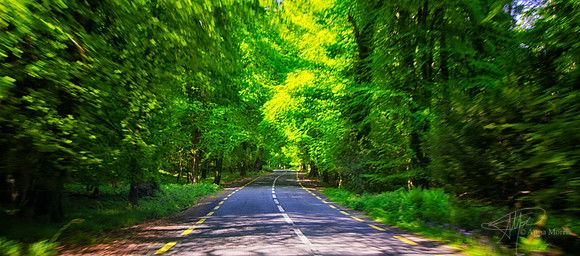 Road through the forest