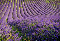 French lavender field