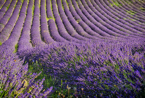 French lavender field