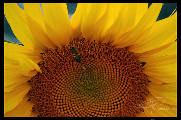 Sunflower bee