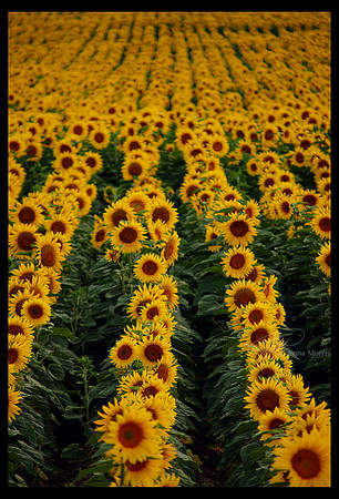 Sunflowers go marching in rows