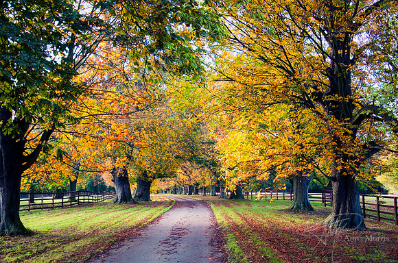 Fall Lane2