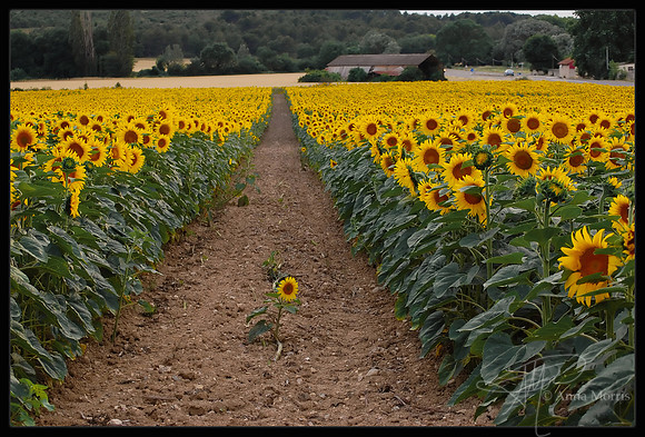 Lone sunflower