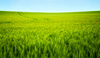 Wheat Field w/Poppies