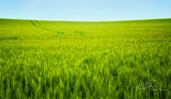 Wheat Field w/Poppies