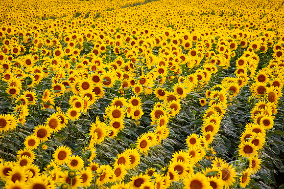 Sunflower field