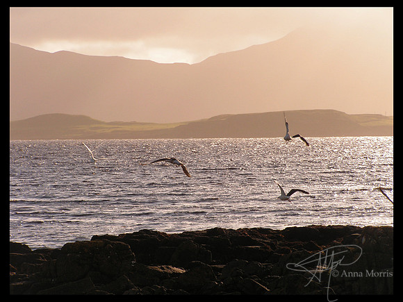 Gulls at sunset on Handa Island