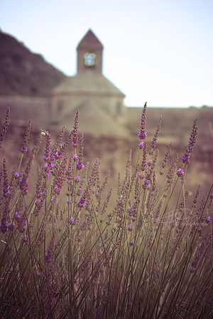 France lavender and Abbey