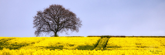 Rapeseed Field