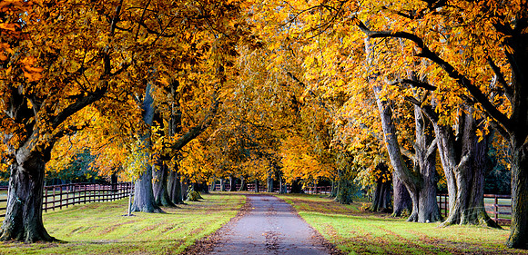 Fall Lane3