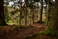 Forest Path