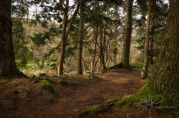 Forest Path